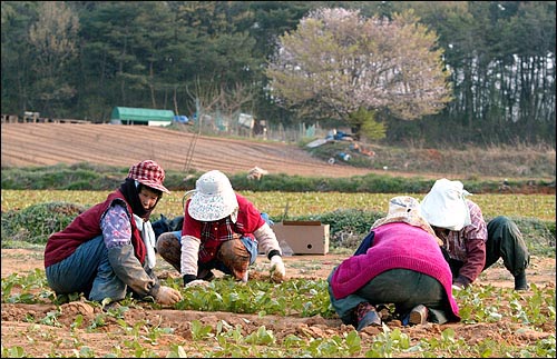 매향리에도 봄은 오는가. 주한미군이 경기도 화성시 우정읍 매향리 미 공군 사격장을 내년 8월까지 한국에 반환키로 합의함에 따라, 54년간 싸워온 매향리 주민들은 대체로 환영하는 분위기다. 